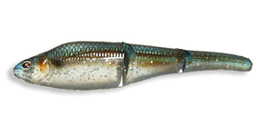 Swimmer_BlueBack-Herring